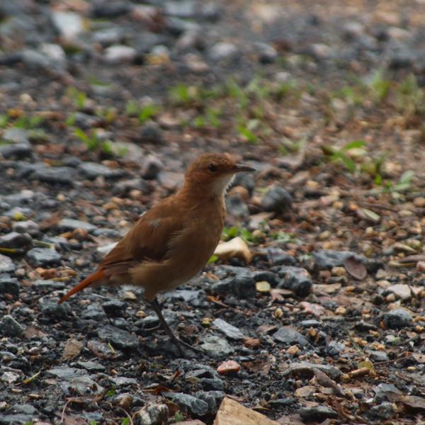 </BR>Maker: CANON</BR>Model: Canon EOS Rebel SL3</BR>Exposure Time: 1/640s</BR>F-stop: f/5.6</BR>ISO: 400</BR>Focal Length: 300mm