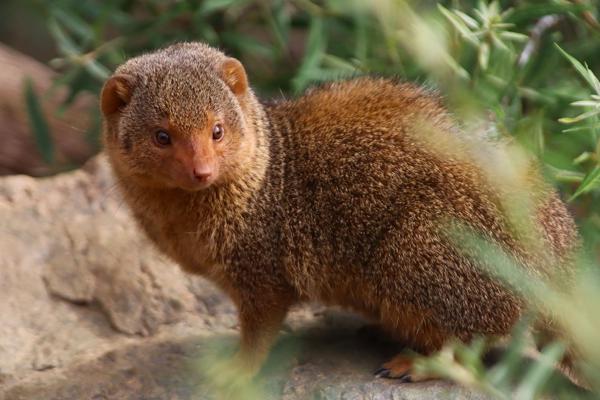 </BR>Maker: CANON</BR>Model: Canon EOS Rebel SL3</BR>Exposure Time: 1/1000s</BR>F-stop: f/5.6</BR>ISO: 1000</BR>Focal Length: 300mm