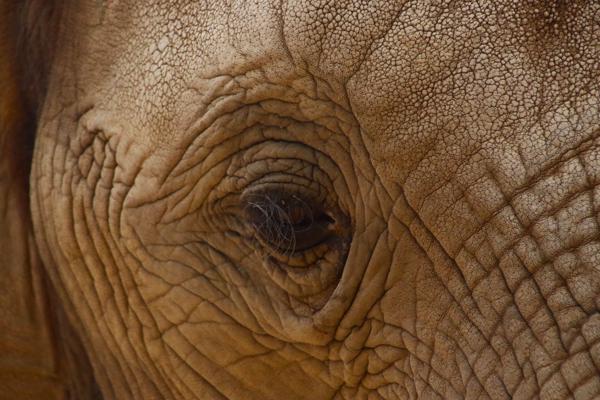 </BR>Maker: CANON</BR>Model: Canon EOS Rebel SL3</BR>Exposure Time: 1/500s</BR>F-stop: f/5.6</BR>ISO: 1250</BR>Focal Length: 300mm