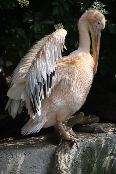 </BR>Maker: CANON</BR>Model: Canon EOS Rebel SL3</BR>Exposure Time: 1/640s</BR>F-stop: f/5.6</BR>ISO: 250</BR>Focal Length: 196mm