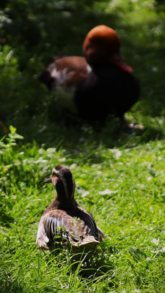 </BR>Maker: CANON</BR>Model: Canon EOS Rebel SL3</BR>Exposure Time: 1/1250s</BR>F-stop: f/5.6</BR>ISO: 640</BR>Focal Length: 300mm