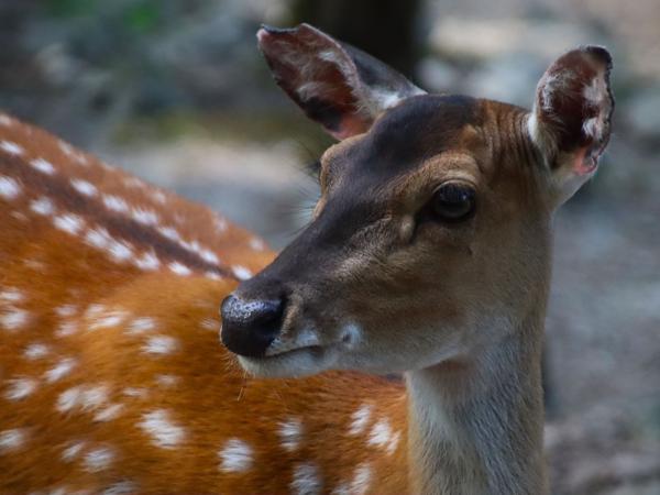 </BR>Maker: CANON</BR>Model: Canon EOS Rebel SL3</BR>Exposure Time: 1/1000s</BR>F-stop: f/5.6</BR>ISO: 3200</BR>Focal Length: 300mm
