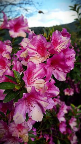 </BR>Maker: SAMSUNG</BR>Model: SM-G900MD</BR>F-stop: f/2.2</BR>Focal Length: 5mm</BR>35mm Focal Length: 31mm