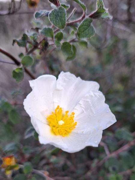 </BR>Maker: SAMSUNG</BR>Model: Galaxy A55 5G</BR>Exposure Time: 1/183s</BR>F-stop: f/1.8</BR>ISO: 50</BR>Focal Length: 6mm</BR>35mm Focal Length: 23mm