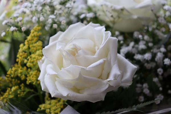 </BR>Maker: CANON</BR>Model: Canon EOS Rebel SL3</BR>Exposure Time: 1/100s</BR>F-stop: f/5.6</BR>ISO: 250</BR>Focal Length: 55mm