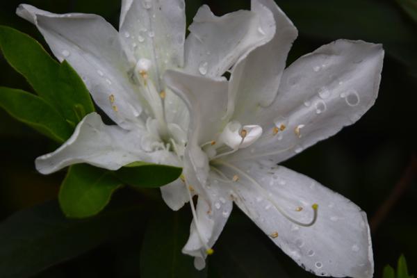 </BR>Maker: CANON</BR>Model: Canon EOS Rebel SL3</BR>Exposure Time: 1/500s</BR>F-stop: f/5.6</BR>ISO: 100</BR>Focal Length: 262mm