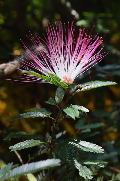 </BR>Maker: CANON</BR>Model: Canon EOS Rebel SL3</BR>Exposure Time: 1/80s</BR>F-stop: f/5.6</BR>ISO: 200</BR>Focal Length: 18mm