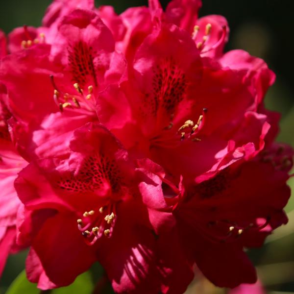 </BR>Maker: CANON</BR>Model: Canon EOS Rebel SL3</BR>Exposure Time: 1/800s</BR>F-stop: f/5.6</BR>ISO: 400</BR>Focal Length: 162mm