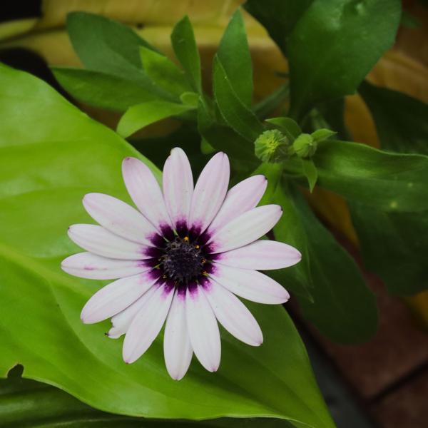 </BR>Maker: CANON</BR>Model: Canon EOS Rebel SL3</BR>Exposure Time: 1/125s</BR>F-stop: f/20</BR>ISO: 1600</BR>Focal Length: 55mm