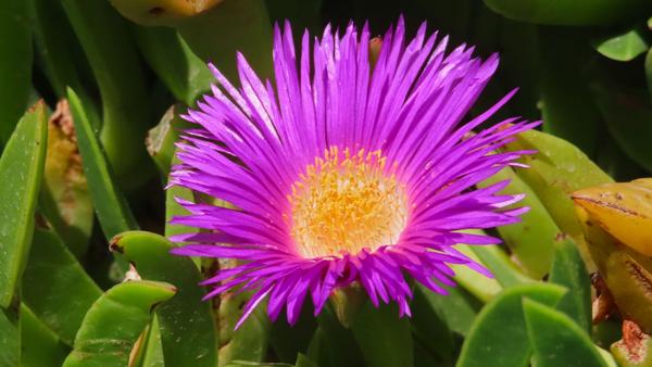 Flores