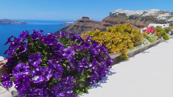 </BR>Maker: CANON</BR>Model: Canon PowerShot SX740 HS</BR>Exposure Time: 1/2000s</BR>F-stop: f/3.3</BR>ISO: 100</BR>Focal Length: 5mm