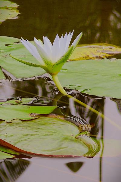 OLYMPUS DIGITAL CAMERA</BR>Maker: OLYMPUS IMAGING CORP.</BR>Model: FE310,X840,C530</BR>Exposure Time: 1/160s</BR>F-stop: f/4.9</BR>ISO: 80</BR>Focal Length: 28mm