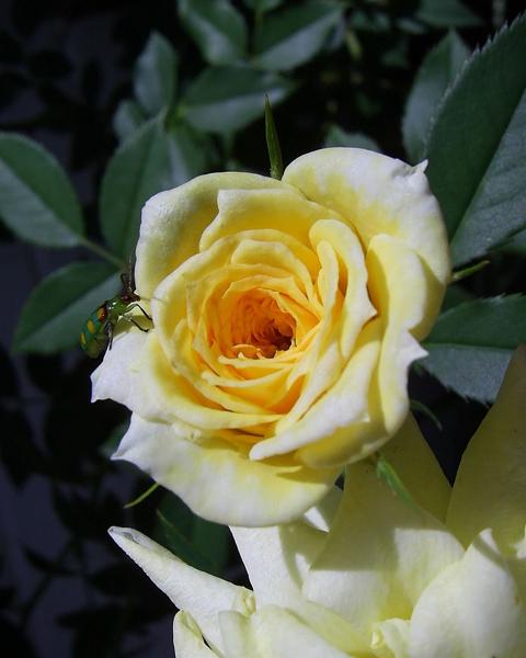 DIGITAL CAMERA</BR>Maker: DIGITAL</BR>Model: Digital Cam</BR>Exposure Time: 1/896s</BR>F-stop: f/5.88</BR>ISO: 100</BR>Focal Length: 6mm