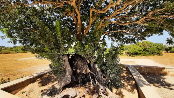 </BR>Maker: SAMSUNG</BR>Model: SM-A505F</BR>Exposure Time: 1/652s</BR>F-stop: f/2.2</BR>ISO: 40</BR>Focal Length: 2mm</BR>35mm Focal Length: 13mm